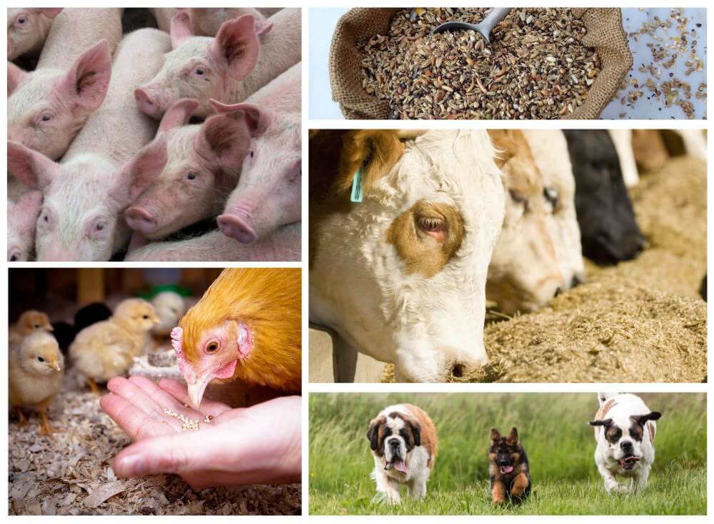 Unlocking the Future of Animal Health and Nutrition with SBS Philippines Corporation